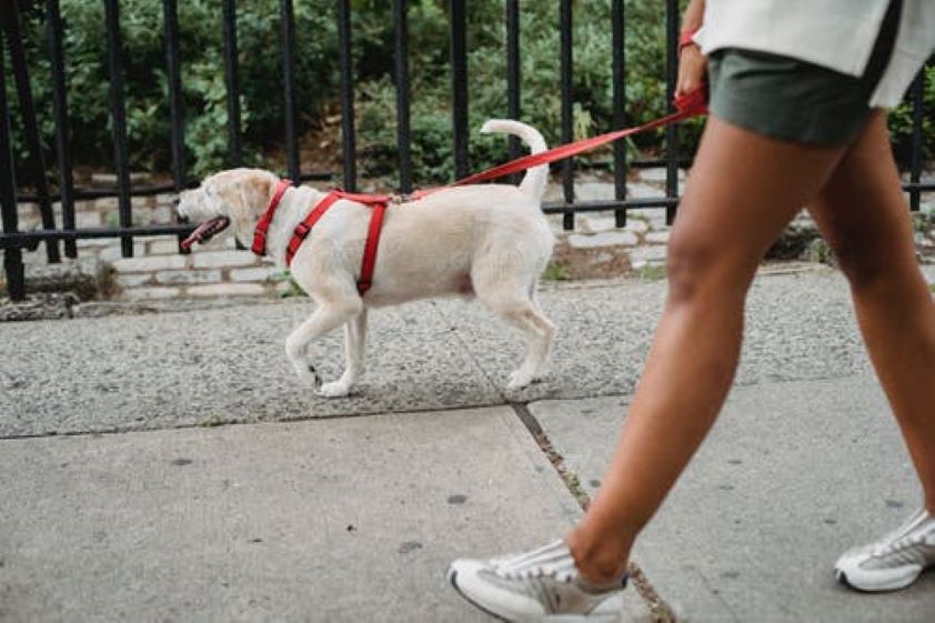 PERRO - PASEO.jpg