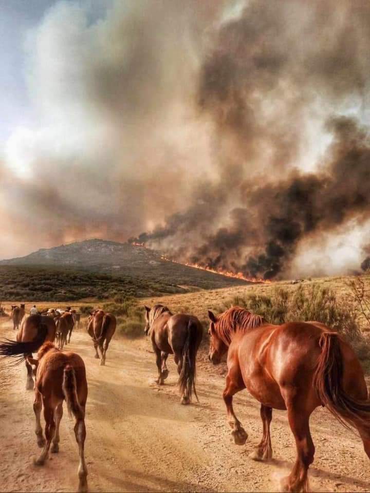 AVILA - INCENDIO NAVALACRUZ.jpg