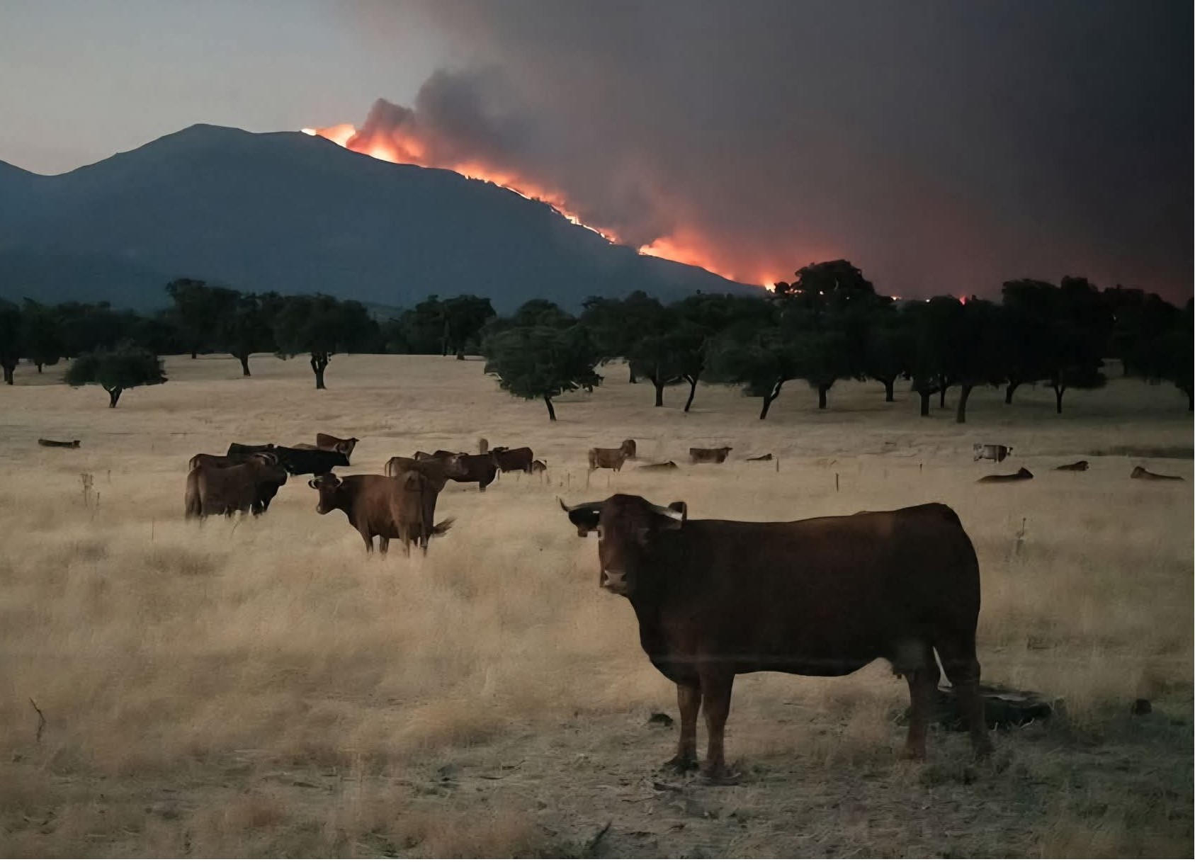 INCENDIO - VACAS.jpg